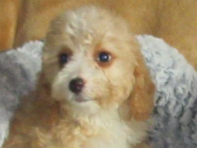 Cavapoo puppies in Carlow